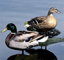 duck4.jpg (7239 bytes)