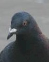 pigeon head